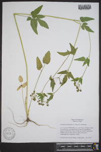 Thaspium trifoliatum image