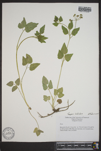 Thaspium trifoliatum image