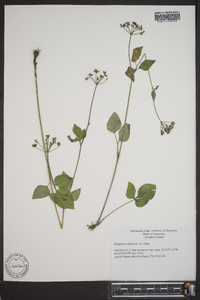 Thaspium trifoliatum image