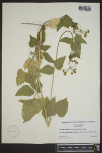 Thaspium trifoliatum image