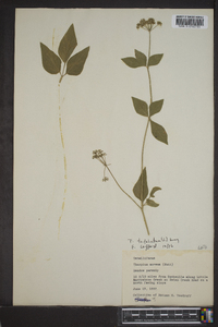 Thaspium trifoliatum image