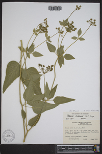 Thaspium trifoliatum image