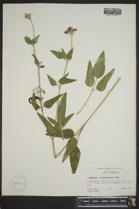 Thaspium trifoliatum image