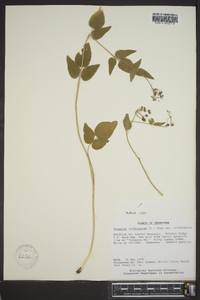 Thaspium trifoliatum image