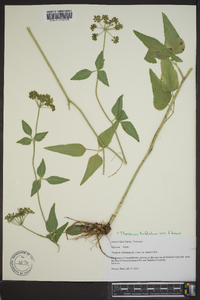 Thaspium trifoliatum image