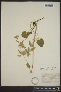 Thaspium trifoliatum image