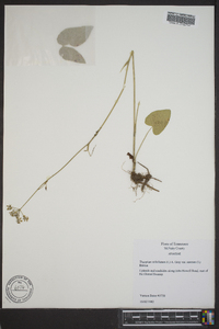 Thaspium trifoliatum var. aureum image