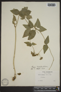 Thaspium trifoliatum image