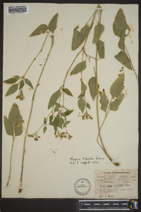 Thaspium trifoliatum image