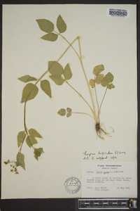 Thaspium trifoliatum image