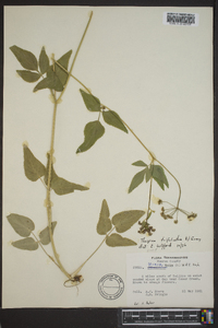 Thaspium trifoliatum image