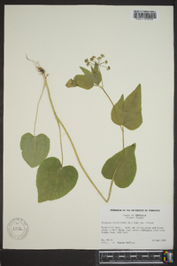 Thaspium trifoliatum image