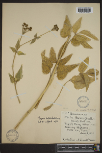 Thaspium trifoliatum image