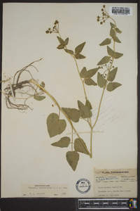 Thaspium trifoliatum image