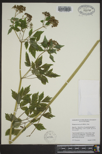 Thaspium barbinode image