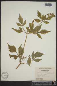 Thaspium barbinode image