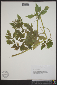 Thaspium barbinode image