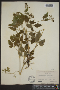 Thaspium barbinode image