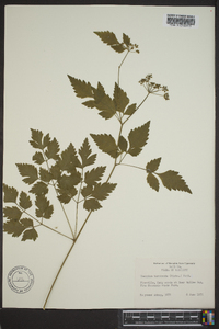 Thaspium barbinode image