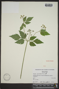 Thaspium barbinode image