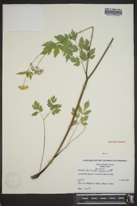 Thaspium barbinode image