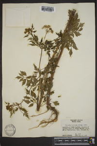 Thaspium chapmanii image