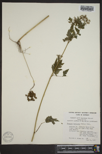 Thaspium chapmanii image