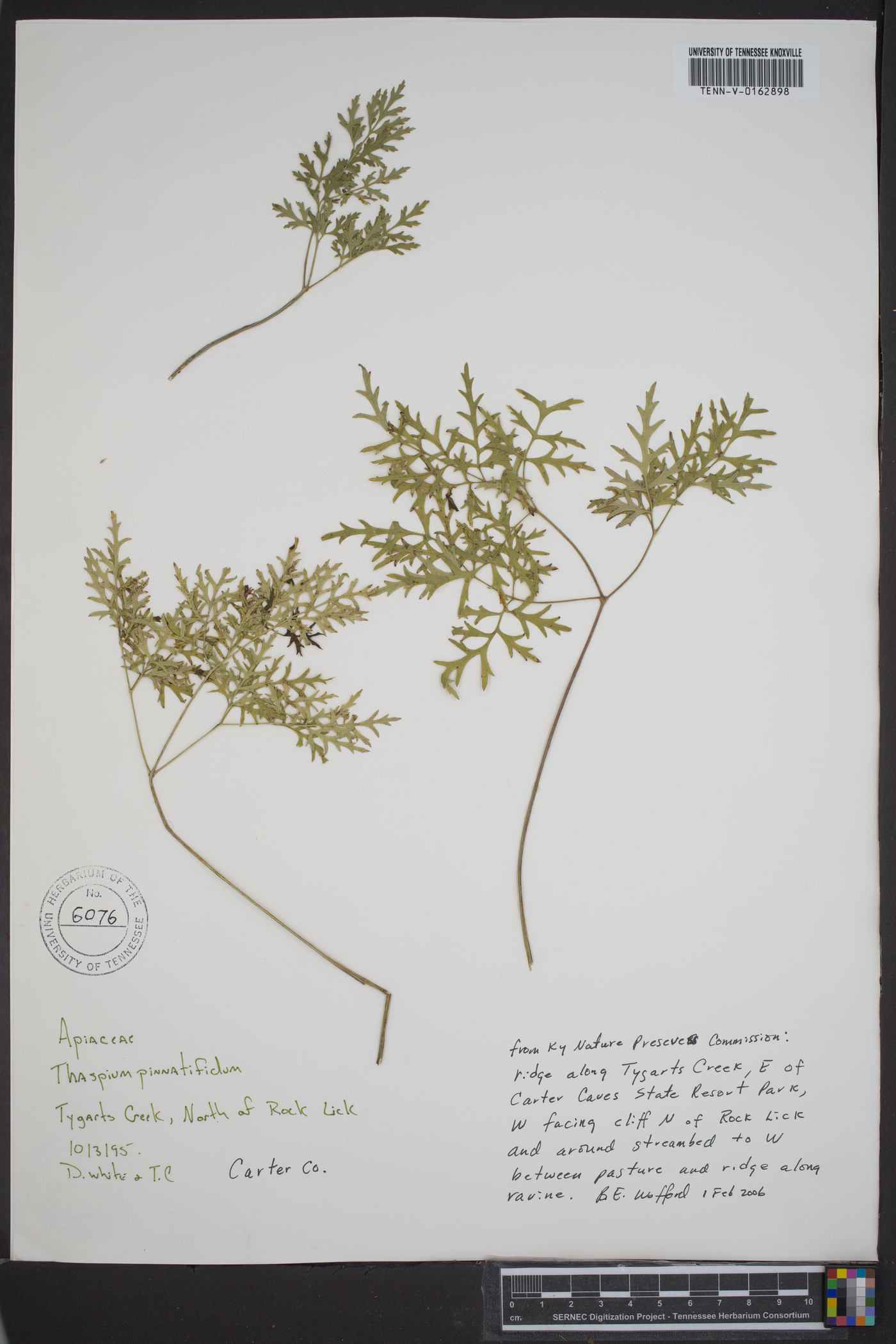 Thaspium pinnatifidum image