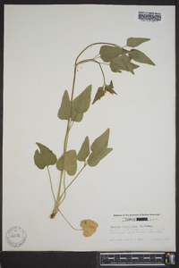 Thaspium trifoliatum image