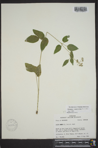 Thaspium trifoliatum image