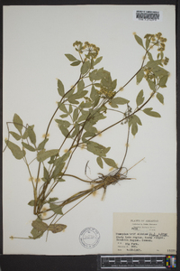 Thaspium trifoliatum image