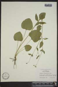 Thaspium trifoliatum image