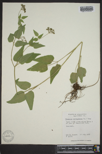 Thaspium trifoliatum image