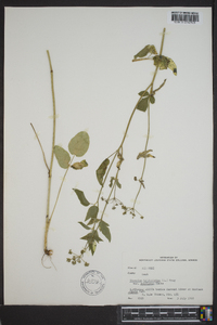 Thaspium trifoliatum image