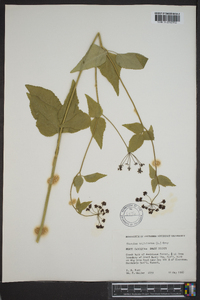 Thaspium trifoliatum image