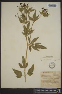 Thaspium trifoliatum image