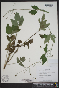 Thaspium trifoliatum image