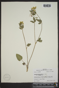 Thaspium trifoliatum image