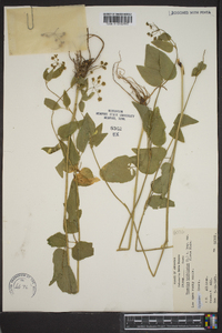 Thaspium trifoliatum image