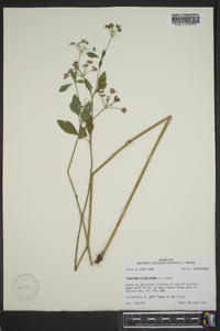 Thaspium trifoliatum image