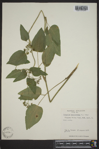 Thaspium trifoliatum image