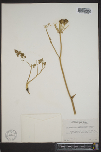 Conioselinum cnidiifolium image