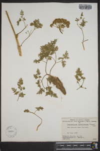 Conioselinum cnidiifolium image