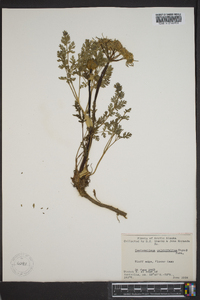 Conioselinum cnidiifolium image