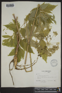 Angelica triquinata image