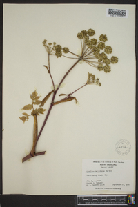 Angelica triquinata image