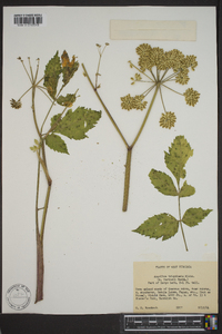 Angelica triquinata image