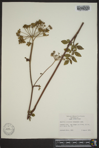 Angelica venenosa image