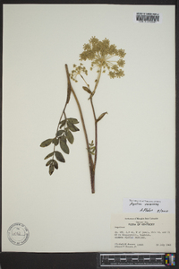 Angelica venenosa image