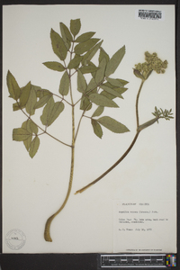 Angelica venenosa image